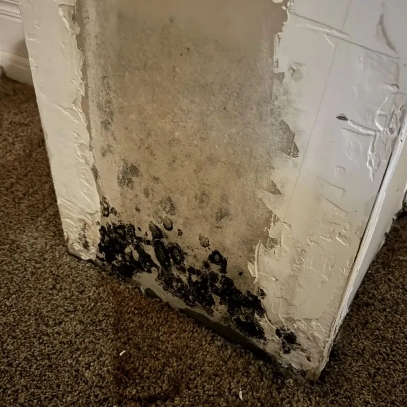 Professional Mold Removal in Muhlenberg County, KY